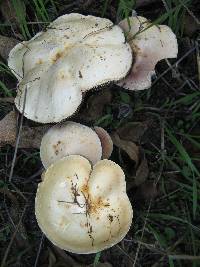 Leratiomyces percevalii image