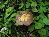Psilocybe muliercula image