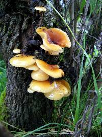 Flammulina mexicana image