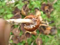 Psilocybe muliercula image