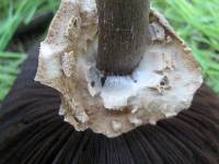 Agaricus californicus image