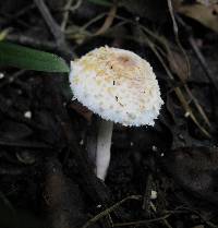 Leucocoprinus cepistipes image