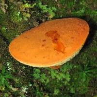 Boletus roxanae image