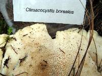 Climacocystis borealis image