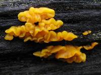 Dacrymyces chrysospermus image