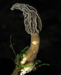 Morchella rufobrunnea image