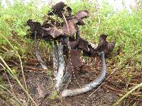 Psilocybe caerulescens image