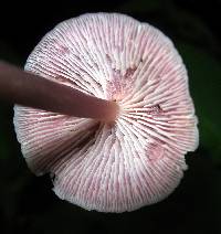 Mycena pura image