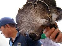 Omphalotus mexicanus image