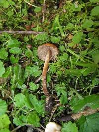 Psilocybe muliercula image