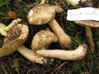 Tricholoma sejunctum image