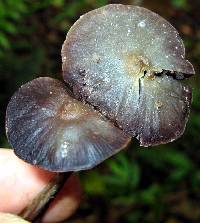 Psilocybe zapotecorum image