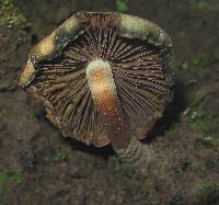 Psilocybe caerulescens image