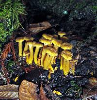 Craterellus tubaeformis image