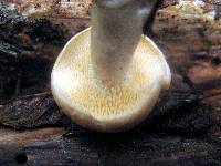 Hydnum umbilicatum image