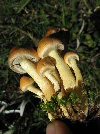 Hypholoma fasciculare image