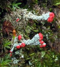 Cladonia didyma image