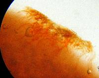 Leratiomyces ceres image