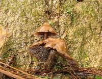 Psilocybe muliercula image