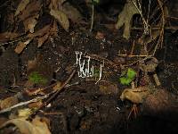 Clavaria fragilis image