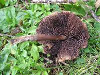 Psilocybe muliercula image