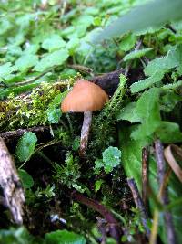 Psilocybe muliercula image