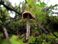 Psilocybe aztecorum image