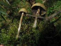 Psilocybe aztecorum image