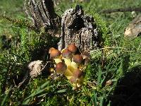 Hypholoma fasciculare image