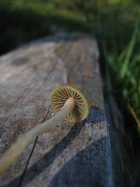 Psilocybe aztecorum image