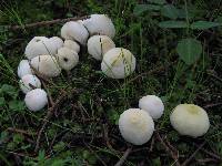 Lycoperdon perlatum image