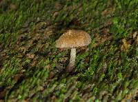 Inocybe curvipes image