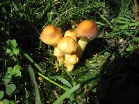 Hypholoma fasciculare image