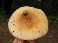 Russula laurocerasi image