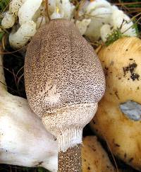 Macrolepiota procera var. procera image