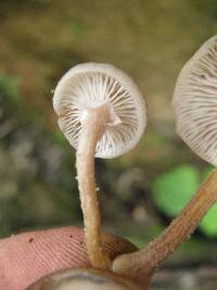 Armillaria puiggarii image