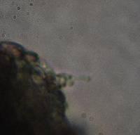 Psilocybe zapotecorum image