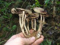 Psilocybe zapotecorum image