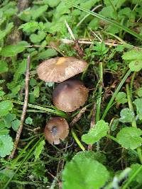 Psilocybe muliercula image