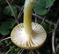 Hygrophorus hypothejus image