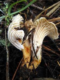 Cantharellus subalbidus image