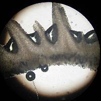 Psilocybe zapotecorum image