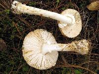 Amanita pantherina image