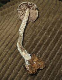 Psilocybe zapotecorum image