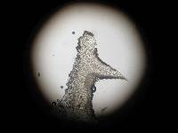 Psilocybe zapotecorum image