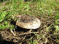 Agaricus bitorquis image