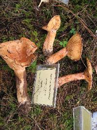 Lactarius salmonicolor image