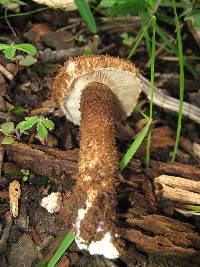 Inocybe hystrix image