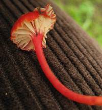 Hygrocybe cantharellus image