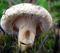 Lactarius torminosus image